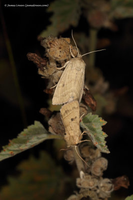 Marsh Mallow Moth