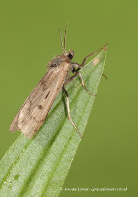 Marsh Moth