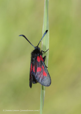 New Forest Burnet