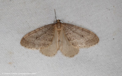 Northern Winter Moth