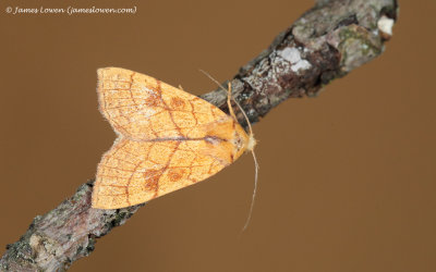 Orange Sallow