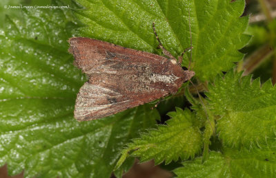 Pearly Underwing