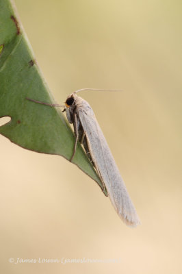 Pigmy Footman