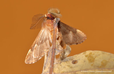 Plumed Prominent