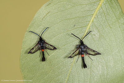 Red-belted Clearwing