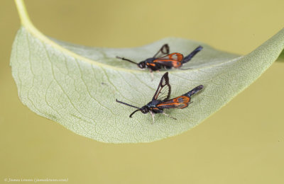 Red-belted Clearwing