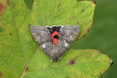 Red Underwing