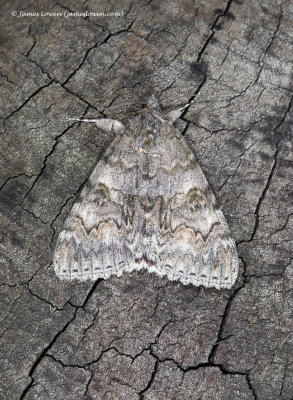 Red Underwing