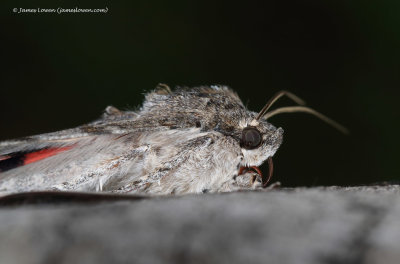 Red Underwing