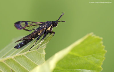 White-barred Clearwing