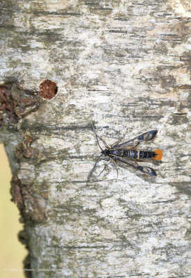 Welsh Clearwing