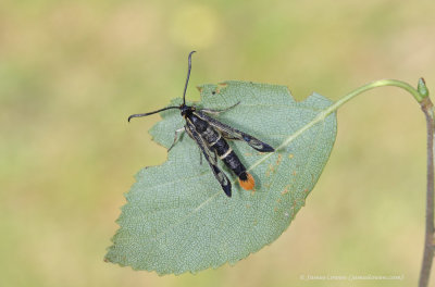 Welsh Clearwing