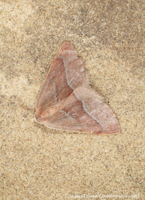 Barred Red