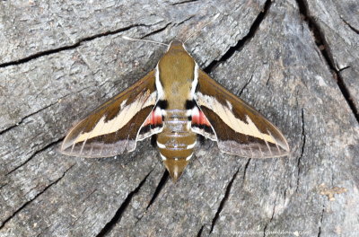 Bedstraw Hawmoth