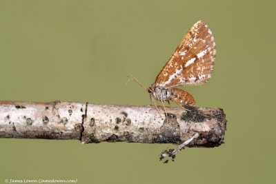 Bordered White