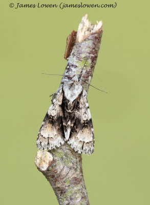 Alder Moth