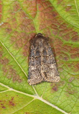 Hedge Rustic