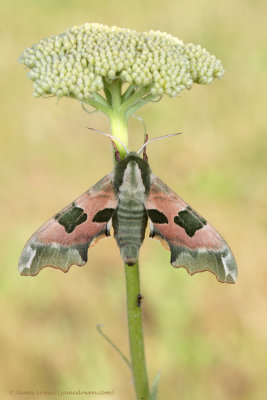 Lime Hawk-moth