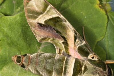 Oleander Hawk-moth