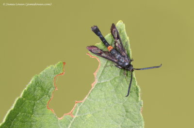 Red-belted Clearwing