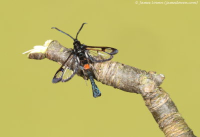 Red-belted Clearwing