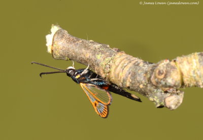 Red-belted Clearwing