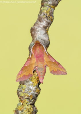 Small Elephant Hawk-moth
