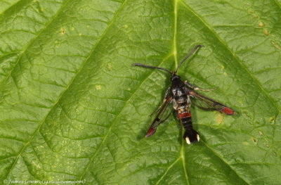 Red-tipped Clearwing