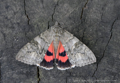 Red Underwing