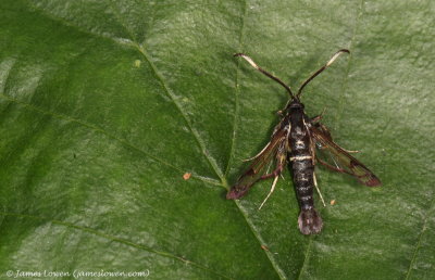 White-barred Clearwing