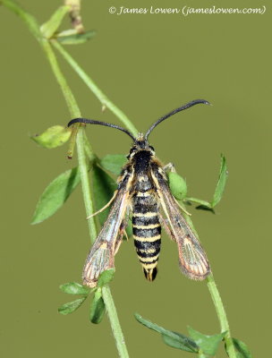 Six-belted Clearwing