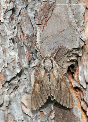 Pine Hawk-moth