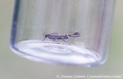 Cosmopterix lienigiella