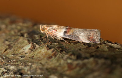 Acrobasis tumidana