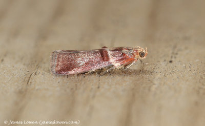 Acrobasis tumidana