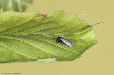 Adela reaumurella