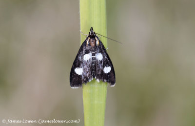 Anania funebris