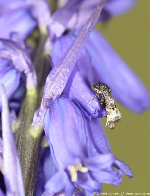 Bluebell Conch