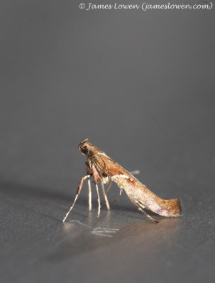 Caloptila rufipennella