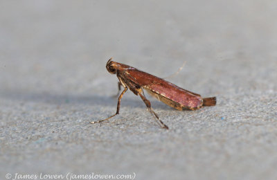 Caloptilia rufipennella