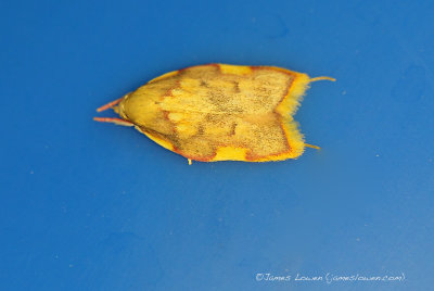 Carcina quercana