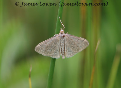 Anania fuscalis