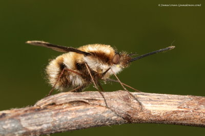 Dark-edged Bee-fly