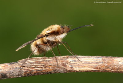 Dark-edged Bee-fly