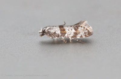 Hawthorn Moth