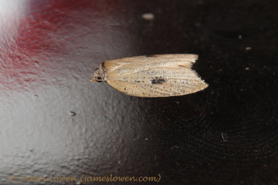 Acleris lorquiniana 