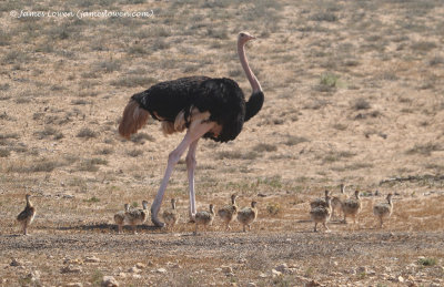 (feral) Red-necked Ostrich