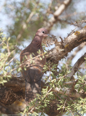 Laughing Dove