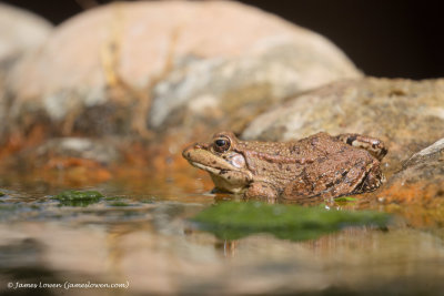 North African Water Frog