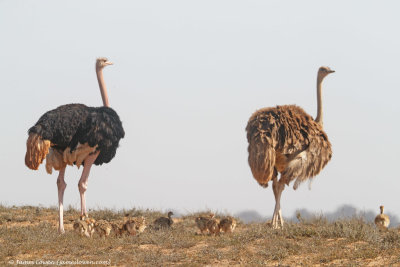 (feral) Red-necked Ostrich